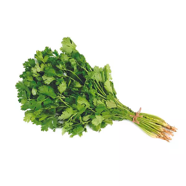 Cilantro