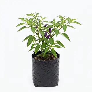 Planta Aji Und