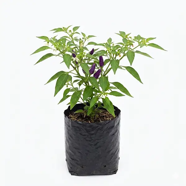 Planta Aji Und