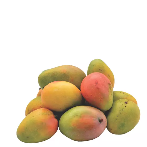 Mango Azúcar