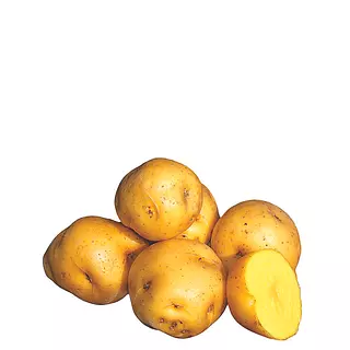 Papa Criolla