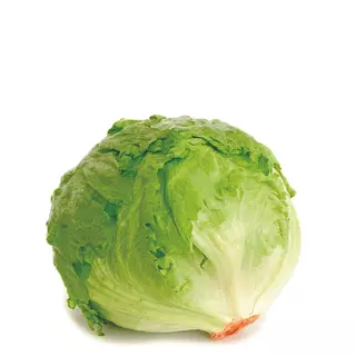 Lechuga Batavia
